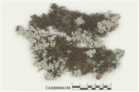 藏品(列胞耳葉蘚)的圖片